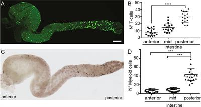 Antigen-Presenting Cells and T Cells Interact in a Specific Area of the Intestinal Mucosa Defined by the Ccl25-Ccr9 Axis in Medaka